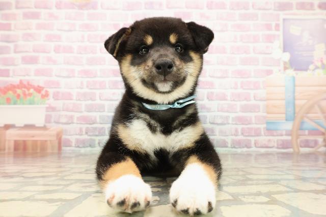 北海道の柴犬(標準サイズ) (Coo&RIKU札幌東店/2025年9月14日生まれ/男の子/黒)の子犬