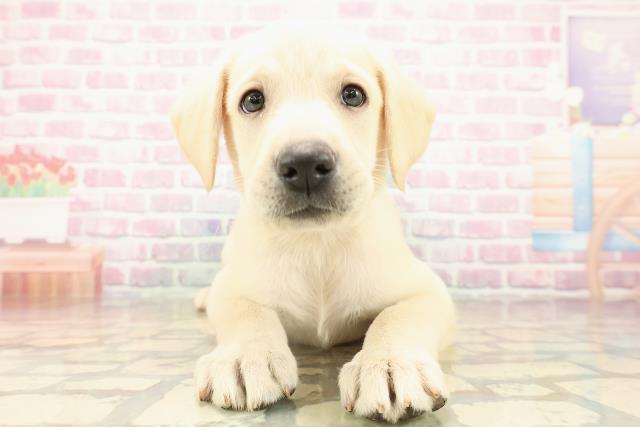 北海道のラブラドールレトリーバー (Coo&RIKU苫小牧店/2025年9月14日生まれ/男の子/イエロー)の子犬の1枚目の画像