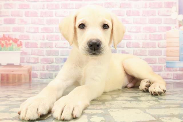 北海道のラブラドールレトリーバー (Coo&RIKU苫小牧店/2025年9月14日生まれ/男の子/イエロー)の子犬の2枚目の画像