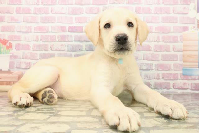 北海道のラブラドールレトリーバー (Coo&RIKU苫小牧店/2025年9月14日生まれ/男の子/イエロー)の子犬の3枚目の画像