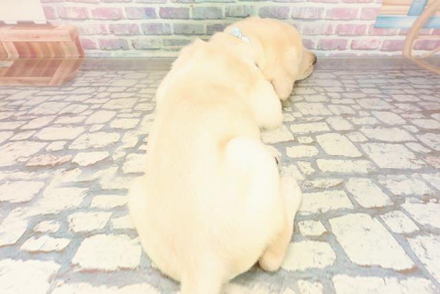 北海道のラブラドールレトリーバー (Coo&RIKU苫小牧店/2025年9月14日生まれ/男の子/イエロー)の子犬の4枚目の画像
