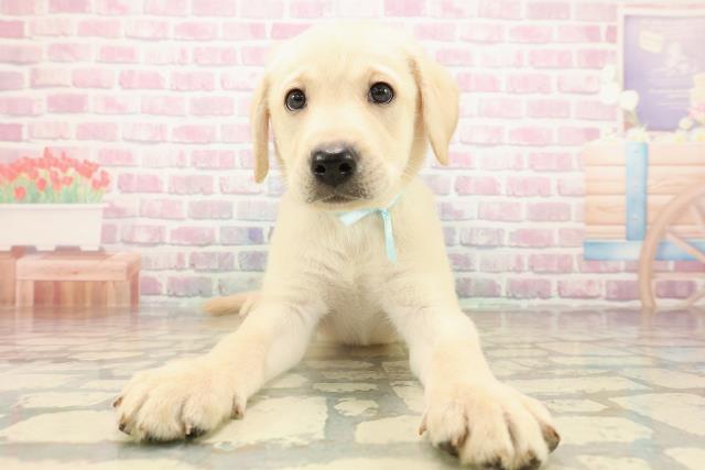 北海道のラブラドールレトリーバー (Coo&RIKU札幌東店/2025年9月14日生まれ/男の子/イエロー)の子犬の1枚目の画像