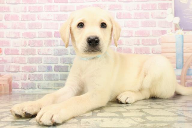 北海道のラブラドールレトリーバー (Coo&RIKU札幌東店/2025年9月14日生まれ/男の子/イエロー)の子犬の2枚目の画像