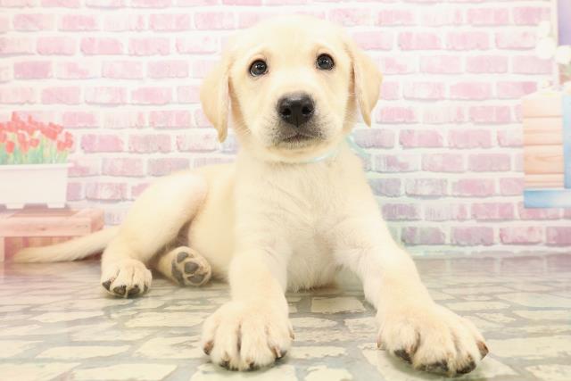 北海道のラブラドールレトリーバー (Coo&RIKU札幌東店/2025年9月14日生まれ/男の子/イエロー)の子犬の3枚目の画像