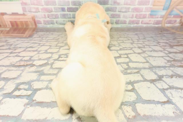 北海道のラブラドールレトリーバー (Coo&RIKU札幌東店/2025年9月14日生まれ/男の子/イエロー)の子犬の4枚目の画像