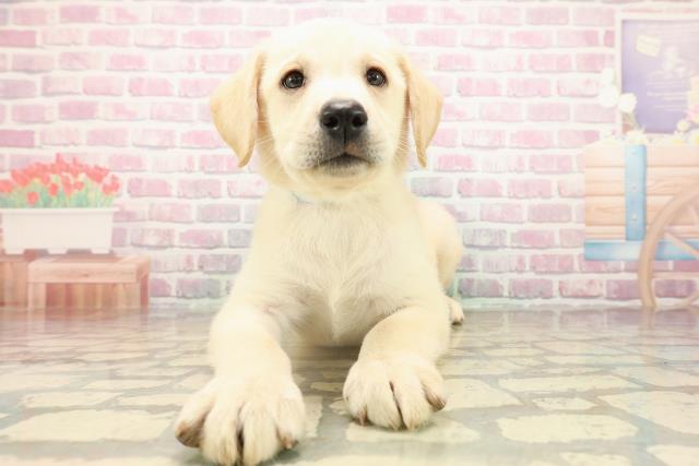 北海道のラブラドールレトリーバー (Coo&RIKU函館店/2025年9月14日生まれ/男の子/イエロー)の子犬の1枚目の画像