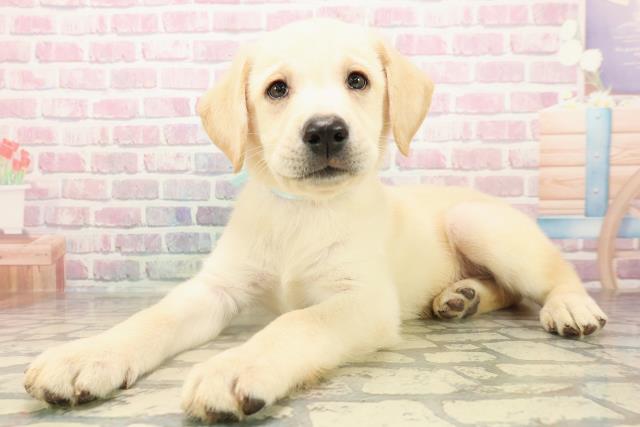 北海道のラブラドールレトリーバー (Coo&RIKU函館店/2025年9月14日生まれ/男の子/イエロー)の子犬の2枚目の画像