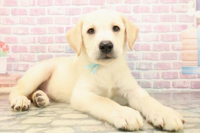 北海道のラブラドールレトリーバー (Coo&RIKU函館店/2025年9月14日生まれ/男の子/イエロー)の子犬の3枚目の画像