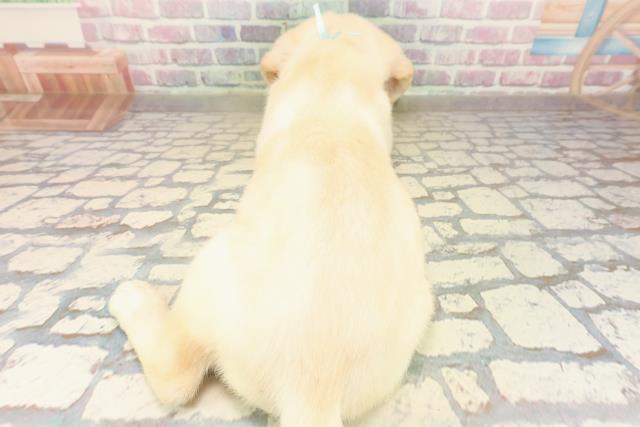 北海道のラブラドールレトリーバー (Coo&RIKU函館店/2025年9月14日生まれ/男の子/イエロー)の子犬の4枚目の画像