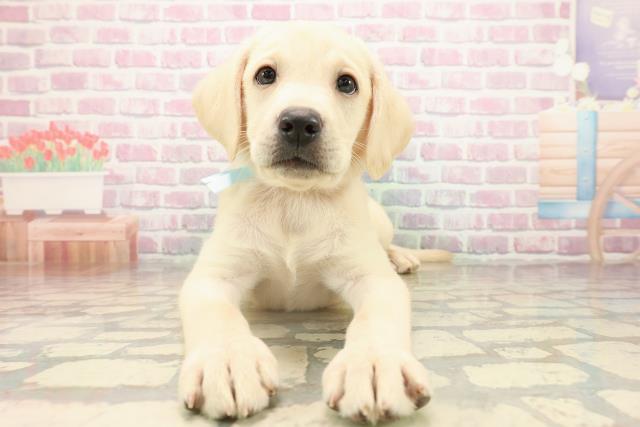 北海道のラブラドールレトリーバー (Coo&RIKU帯広店/2025年9月14日生まれ/男の子/イエロー)の子犬の1枚目の画像