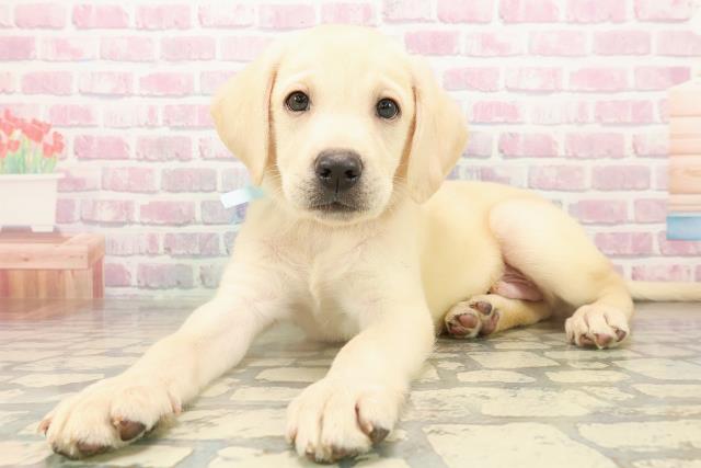 北海道のラブラドールレトリーバー (Coo&RIKU帯広店/2025年9月14日生まれ/男の子/イエロー)の子犬の2枚目の画像