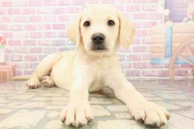 北海道のラブラドールレトリーバー (Coo&RIKU帯広店/2025年9月14日生まれ/男の子/イエロー)の子犬の3枚目の画像