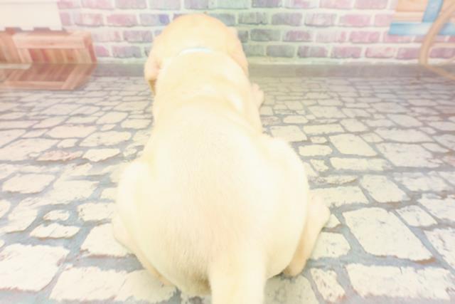 北海道のラブラドールレトリーバー (Coo&RIKU帯広店/2025年9月14日生まれ/男の子/イエロー)の子犬の4枚目の画像