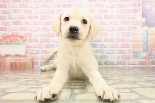 北海道のラブラドールレトリーバー (Coo&RIKU室蘭店/2025年9月14日生まれ/女の子/イエロー)の子犬の1枚目の画像