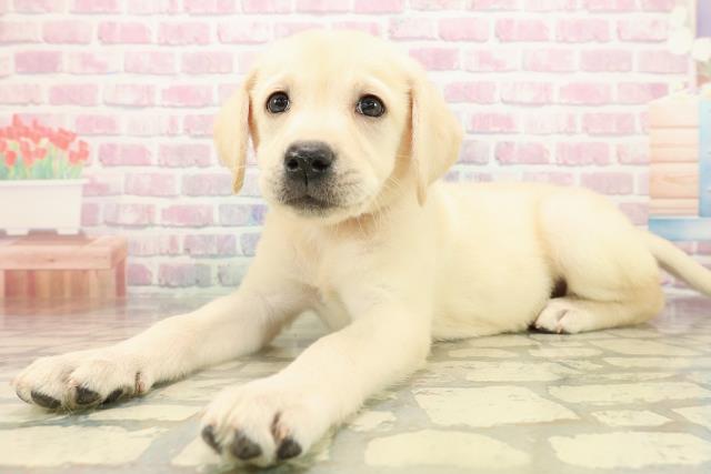 北海道のラブラドールレトリーバー (Coo&RIKU室蘭店/2025年9月14日生まれ/女の子/イエロー)の子犬の2枚目の画像