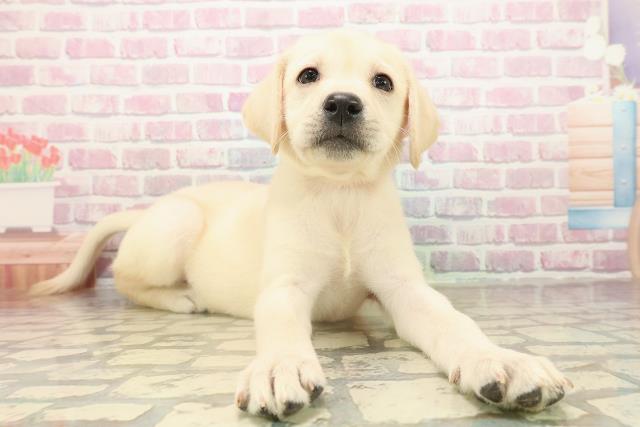 北海道のラブラドールレトリーバー (Coo&RIKU室蘭店/2025年9月14日生まれ/女の子/イエロー)の子犬の3枚目の画像