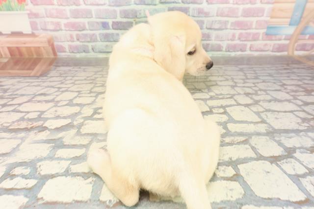 北海道のラブラドールレトリーバー (Coo&RIKU室蘭店/2025年9月14日生まれ/女の子/イエロー)の子犬の4枚目の画像