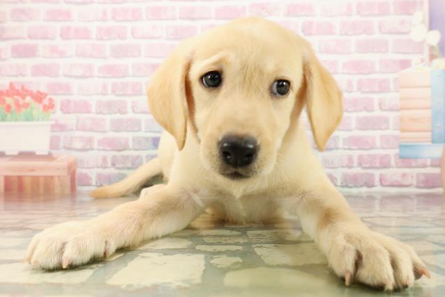 岩手県のラブラドールレトリーバー (Coo&RIKU岩手盛岡店/2025年9月14日生まれ/女の子/イエロー)の子犬