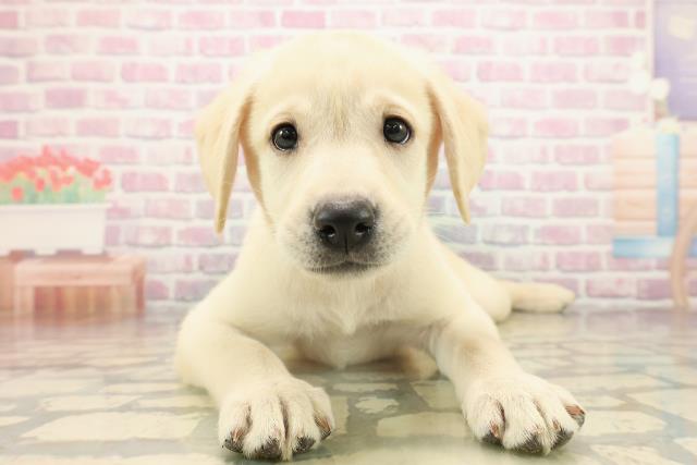 宮城県のラブラドールレトリーバー (Coo&RIKU仙台太白店/2025年9月14日生まれ/女の子/イエロー)の子犬