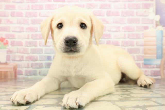 宮城県のラブラドールレトリーバー (Coo&RIKU仙台太白店/2025年9月14日生まれ/女の子/イエロー)の子犬の2枚目の画像