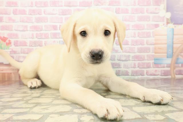 宮城県のラブラドールレトリーバー (Coo&RIKU仙台太白店/2025年9月14日生まれ/女の子/イエロー)の子犬の3枚目の画像