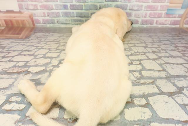 宮城県のラブラドールレトリーバー (Coo&RIKU仙台太白店/2025年9月14日生まれ/女の子/イエロー)の子犬の4枚目の画像