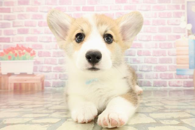 北海道のウェルシュコーギーペンブローク (Coo&RIKU札幌西店/2025年9月14日生まれ/男の子/レッドホワイト)の子犬の1枚目の画像