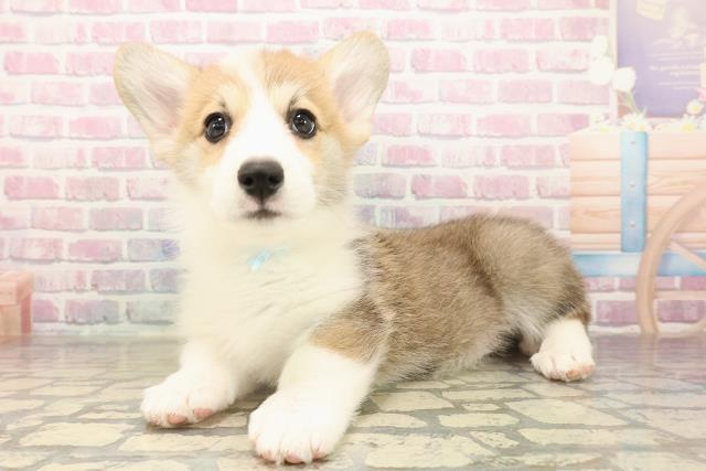 北海道のウェルシュコーギーペンブローク (Coo&RIKU札幌西店/2025年9月14日生まれ/男の子/レッドホワイト)の子犬の2枚目の画像