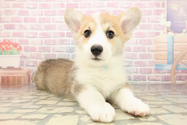 北海道のウェルシュコーギーペンブローク (Coo&RIKU札幌西店/2025年9月14日生まれ/男の子/レッドホワイト)の子犬の3枚目の画像