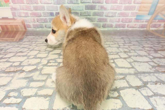 北海道のウェルシュコーギーペンブローク (Coo&RIKU札幌西店/2025年9月14日生まれ/男の子/レッドホワイト)の子犬の4枚目の画像