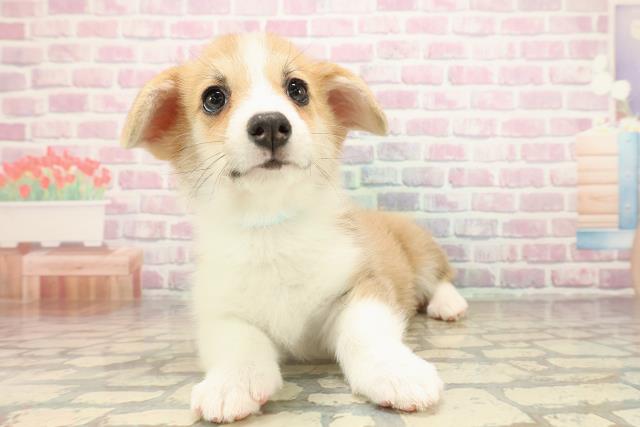 青森県のウェルシュコーギーペンブローク (Coo&RIKU青森店/2025年9月14日生まれ/男の子/レッドホワイト)の子犬の1枚目の画像