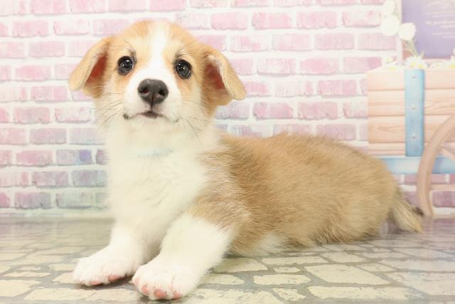 青森県のウェルシュコーギーペンブローク (Coo&RIKU青森店/2025年9月14日生まれ/男の子/レッドホワイト)の子犬の2枚目の画像