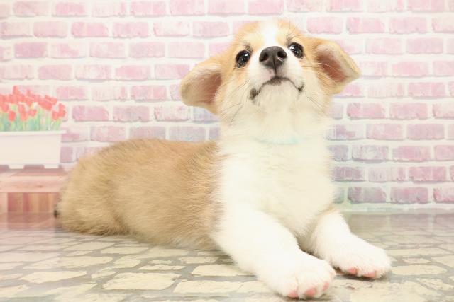 青森県のウェルシュコーギーペンブローク (Coo&RIKU青森店/2025年9月14日生まれ/男の子/レッドホワイト)の子犬の3枚目の画像