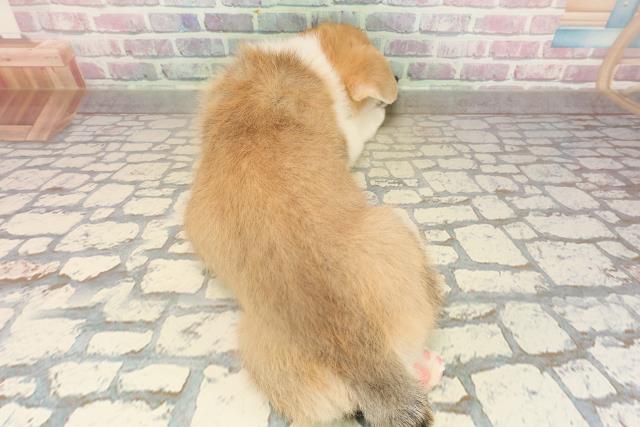 青森県のウェルシュコーギーペンブローク (Coo&RIKU青森店/2025年9月14日生まれ/男の子/レッドホワイト)の子犬の4枚目の画像