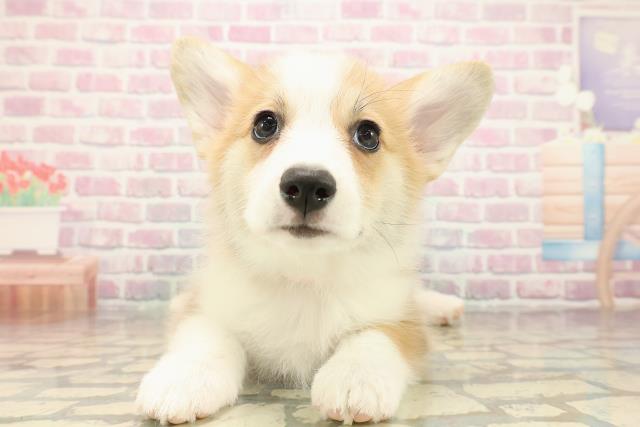 富山県のウェルシュコーギーペンブローク (Coo&RIKU富山店/2025年9月14日生まれ/女の子/レッドホワイト)の子犬