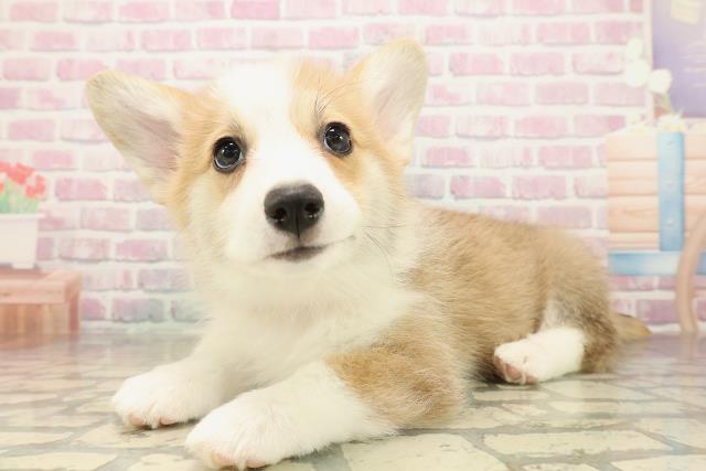 富山県のウェルシュコーギーペンブローク (Coo&RIKU富山店/2025年9月14日生まれ/女の子/レッドホワイト)の子犬の2枚目の画像