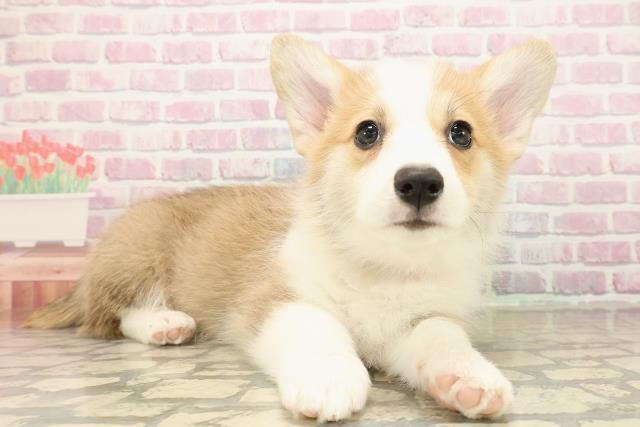 富山県のウェルシュコーギーペンブローク (Coo&RIKU富山店/2025年9月14日生まれ/女の子/レッドホワイト)の子犬の3枚目の画像