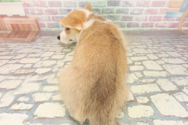 富山県のウェルシュコーギーペンブローク (Coo&RIKU富山店/2025年9月14日生まれ/女の子/レッドホワイト)の子犬の4枚目の画像