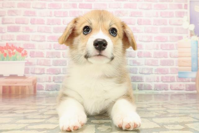 長野県のウェルシュコーギーペンブローク (Coo&RIKU松本店/2025年9月14日生まれ/女の子/レッドホワイト)の子犬の1枚目の画像