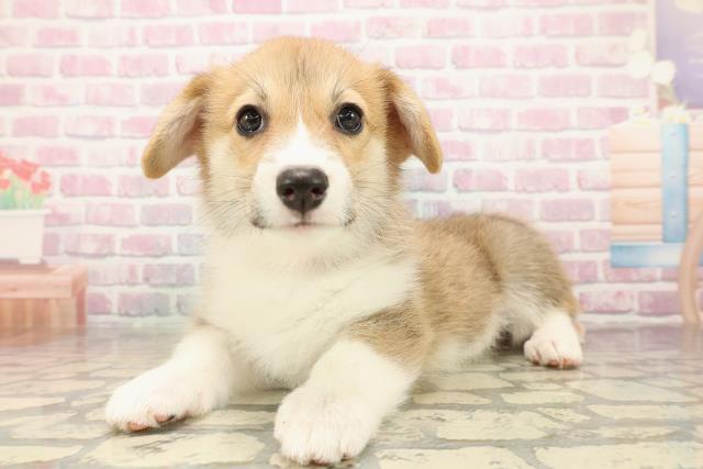 長野県のウェルシュコーギーペンブローク (Coo&RIKU松本店/2025年9月14日生まれ/女の子/レッドホワイト)の子犬の2枚目の画像