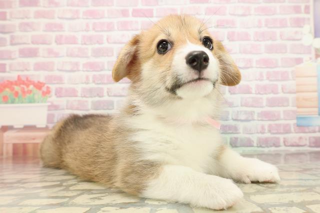 長野県のウェルシュコーギーペンブローク (Coo&RIKU松本店/2025年9月14日生まれ/女の子/レッドホワイト)の子犬の3枚目の画像