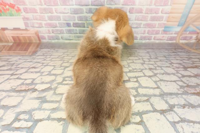 長野県のウェルシュコーギーペンブローク (Coo&RIKU松本店/2025年9月14日生まれ/女の子/レッドホワイト)の子犬の4枚目の画像