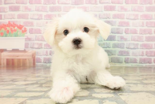 北海道のマルチーズ (Coo&RIKU札幌西店/2025年9月15日生まれ/女の子/ホワイト)の子犬の1枚目の画像