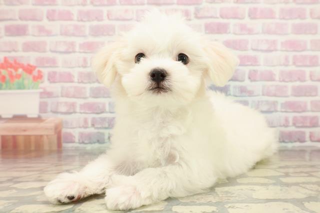 北海道のマルチーズ (Coo&RIKU札幌西店/2025年9月15日生まれ/女の子/ホワイト)の子犬の2枚目の画像