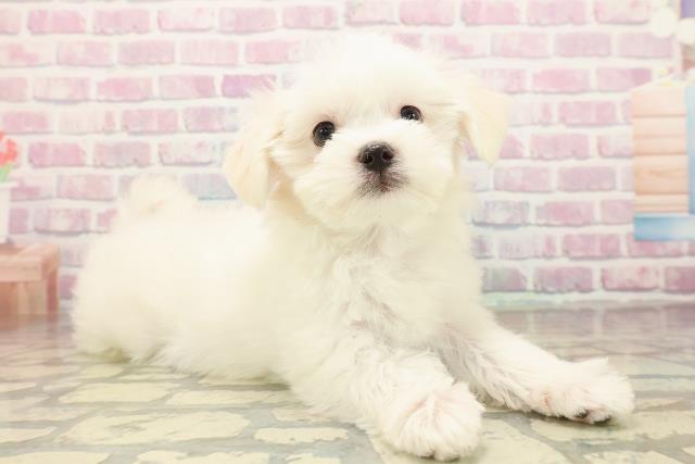 北海道のマルチーズ (Coo&RIKU札幌西店/2025年9月15日生まれ/女の子/ホワイト)の子犬の3枚目の画像