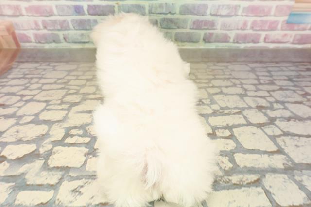 北海道のマルチーズ (Coo&RIKU札幌西店/2025年9月15日生まれ/女の子/ホワイト)の子犬の4枚目の画像