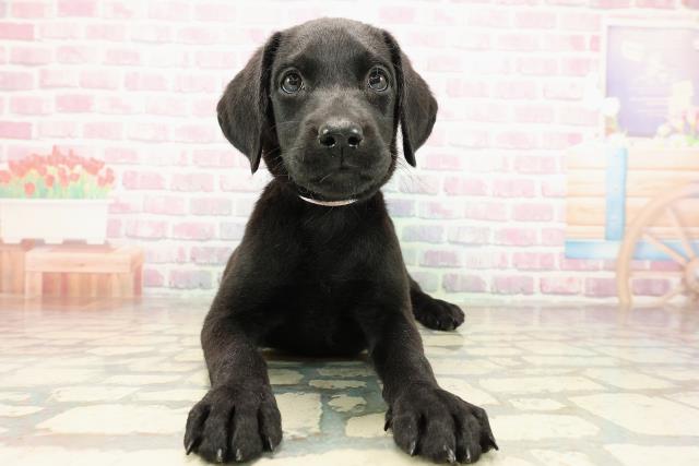 新潟県のラブラドールレトリーバー (Coo&RIKU上越店/2025年9月7日生まれ/女の子/ブラック)の子犬