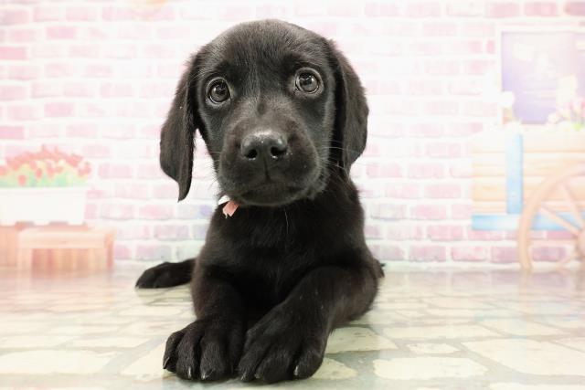 富山県のラブラドールレトリーバー (Coo&RIKU富山店/2025年9月7日生まれ/女の子/ブラック)の子犬