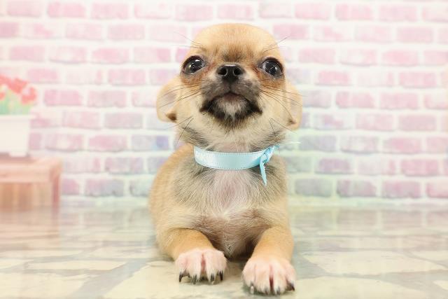 群馬県のチワワ(スムース) (Coo&RIKU藤岡店/2025年9月7日生まれ/男の子/レッド)の子犬