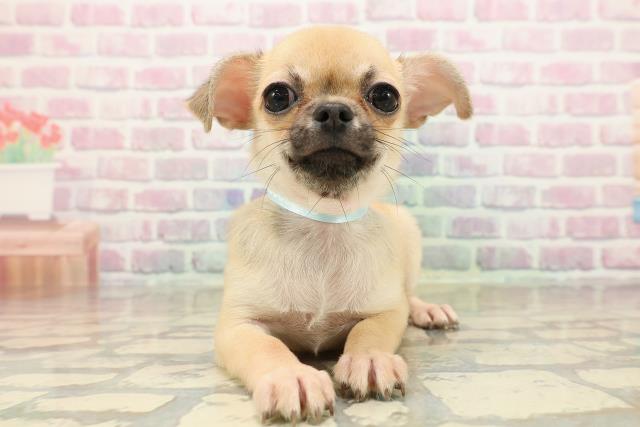 神奈川県のチワワ(スムース) (Coo&RIKU相模原店/2025年9月7日生まれ/男の子/レッド)の子犬